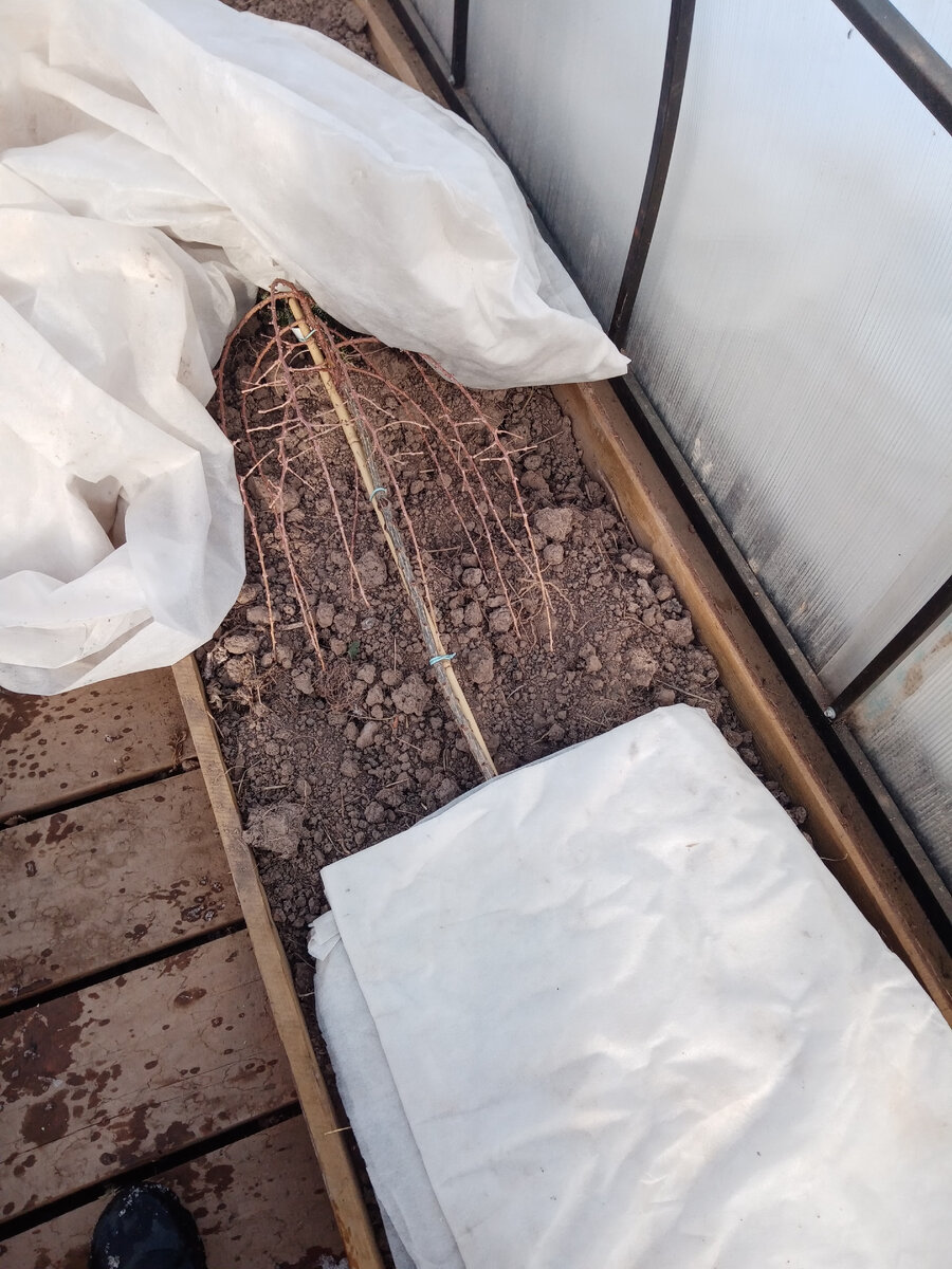 Приоткрыла, посмотреть как она. 