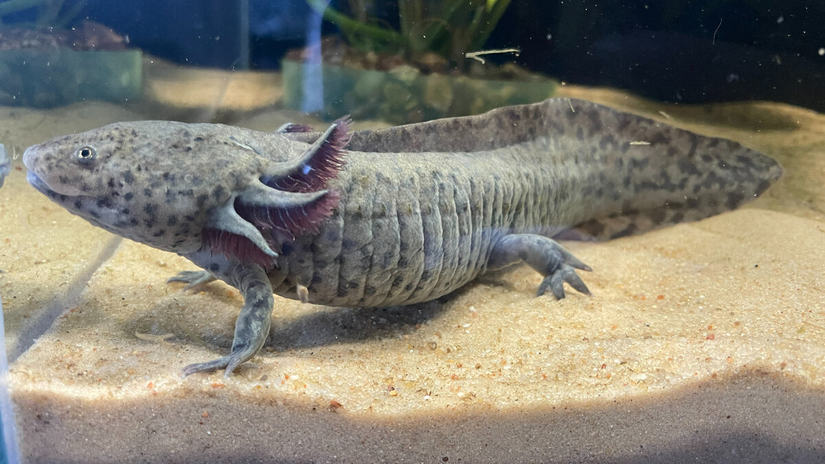 Аксолотль Лунтик, живущий в доме Анастасии