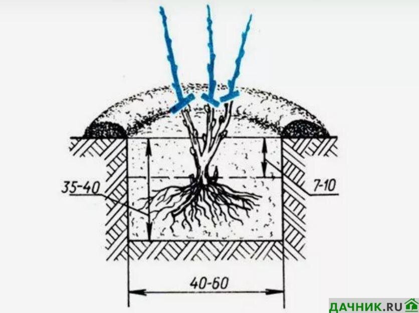 Схема посадки смородины. Глубина посадки чёрной смородины. Схема посадки крыжовника. Посадка смородины схема посадки.