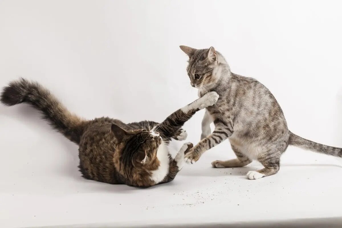 Фото из Интернета.