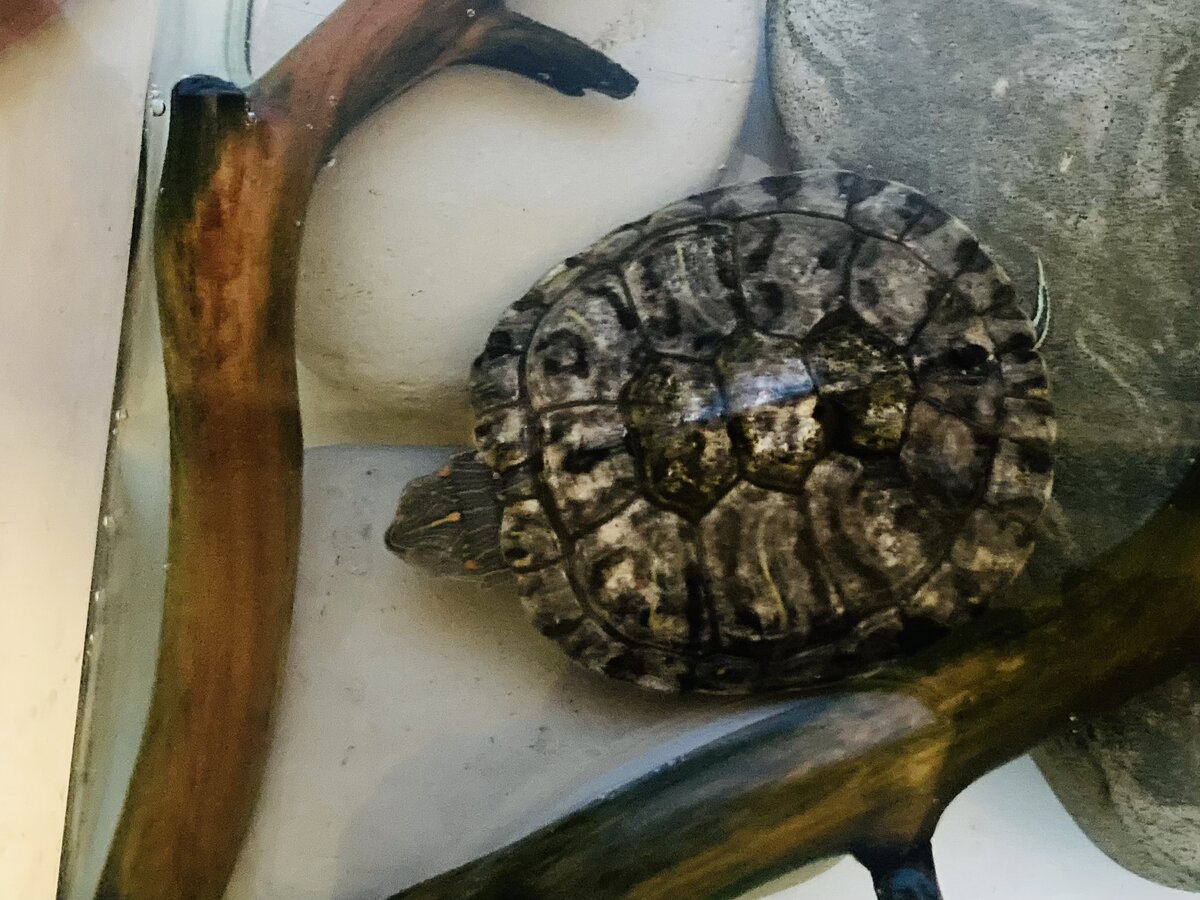 Красноухая черепаха