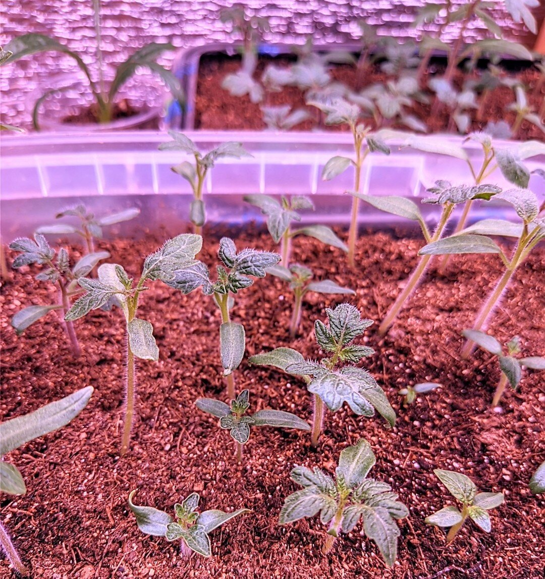 Помидоры на рассаду в 2023. Посев томатов в марте 24 года. Посадка помидор на рассаду. Удачные дни для посева томатов на рассаду. Посев помидор в марте.