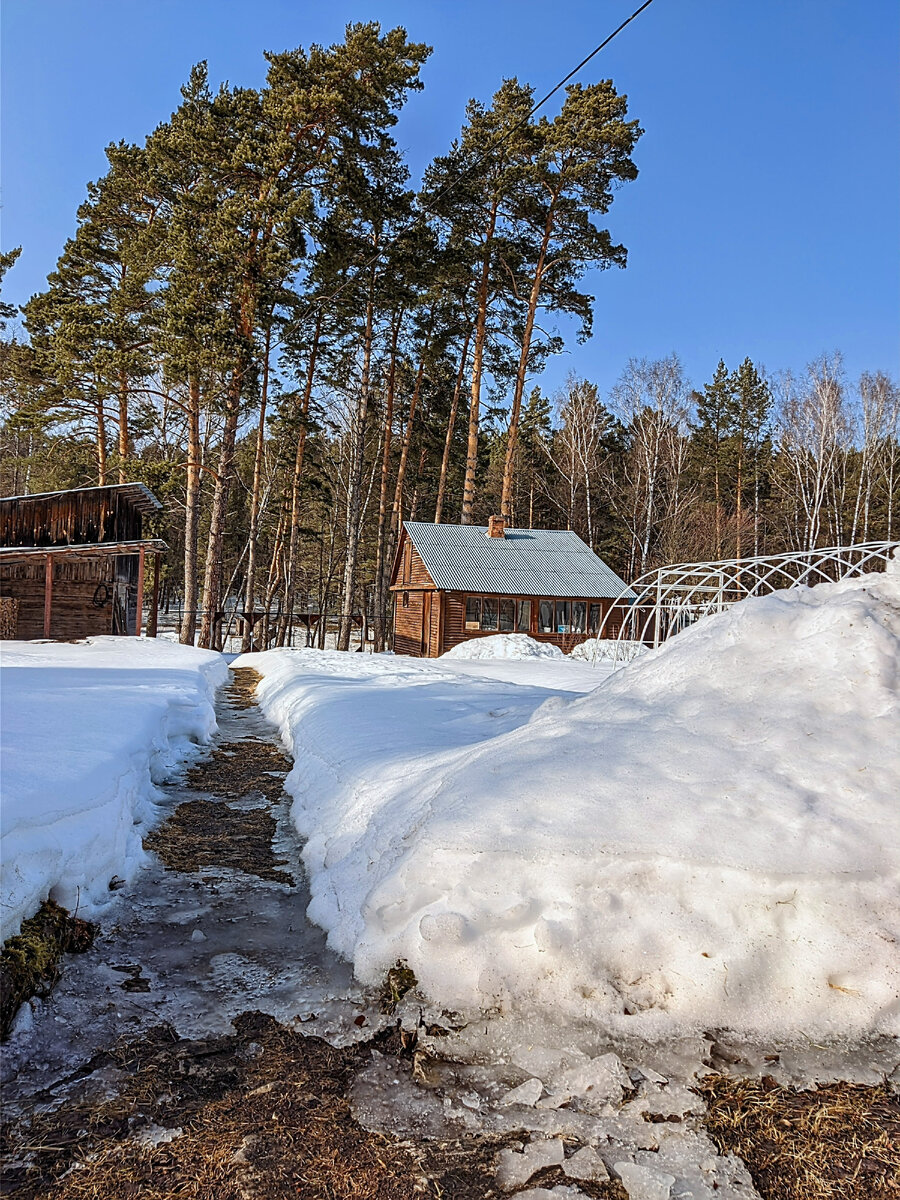 Наш участок. Стою спиной к дому, а впереди лес, преимущественно сосны. Раньше и на нашем участке были такие же деревья до неба. Сколько трудов по возделыванию почвы приложены, ох... И всё равно, чуть копни и песок.