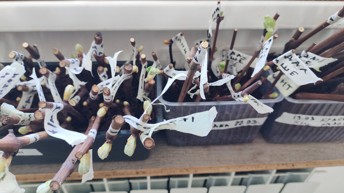 Вот так расположены черенки при проращивании на батарее по моему методу КВЕБЕК 