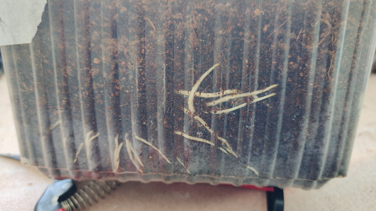 Вот так выглядят корешки пророщенных черенков винограда во влажном кокосовом субстрате 