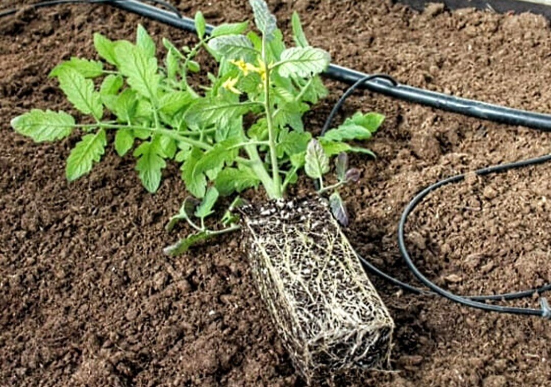 Высадка томатов в открытый грунт. Высаживание рассады томатов. Можно ли высадить помидоры в грунт. Можно ли высадить помидоры в грунт. Аспермия рассады томатов.