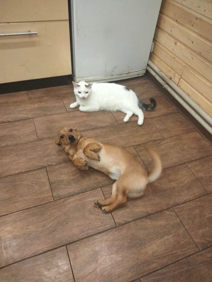 чуть не съели. крокодил чуть меня не проглотил. чуть не съели. где обедал воробей иллюстрации крокодил. стих про крокодила для детей.