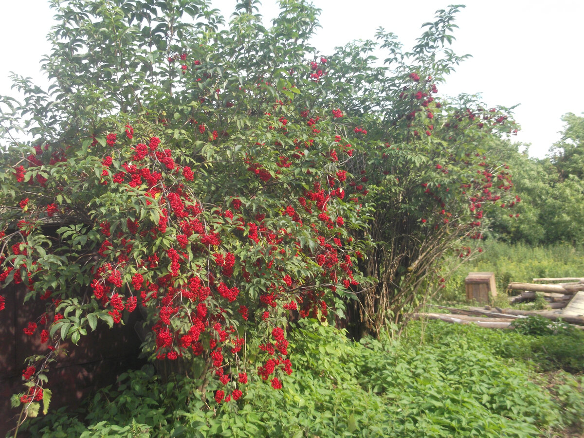 Бузина в нашем саду. Очень много бузины. Первое или второе лето