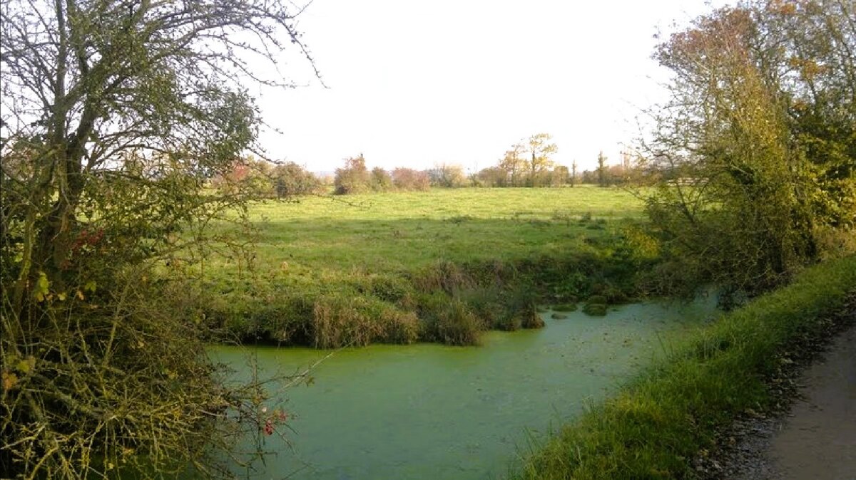 болота реки Див (les marais de la Dives)