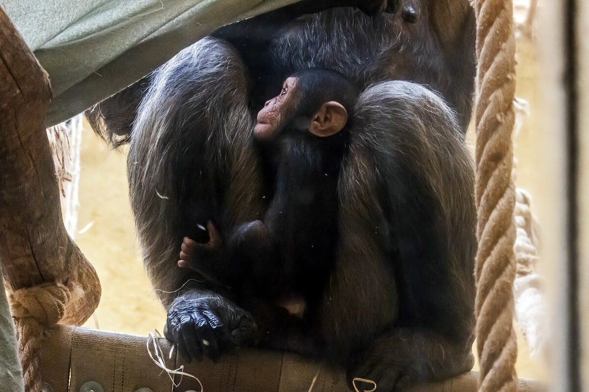 это не домашнее животное, а в зоопарке у нас родился малыш шимпанзе. Миленький)