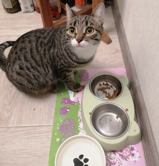 а чем питается ваша киска?