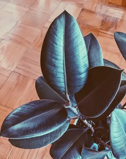 бордовое каучуковое дерево, каучуковое растение