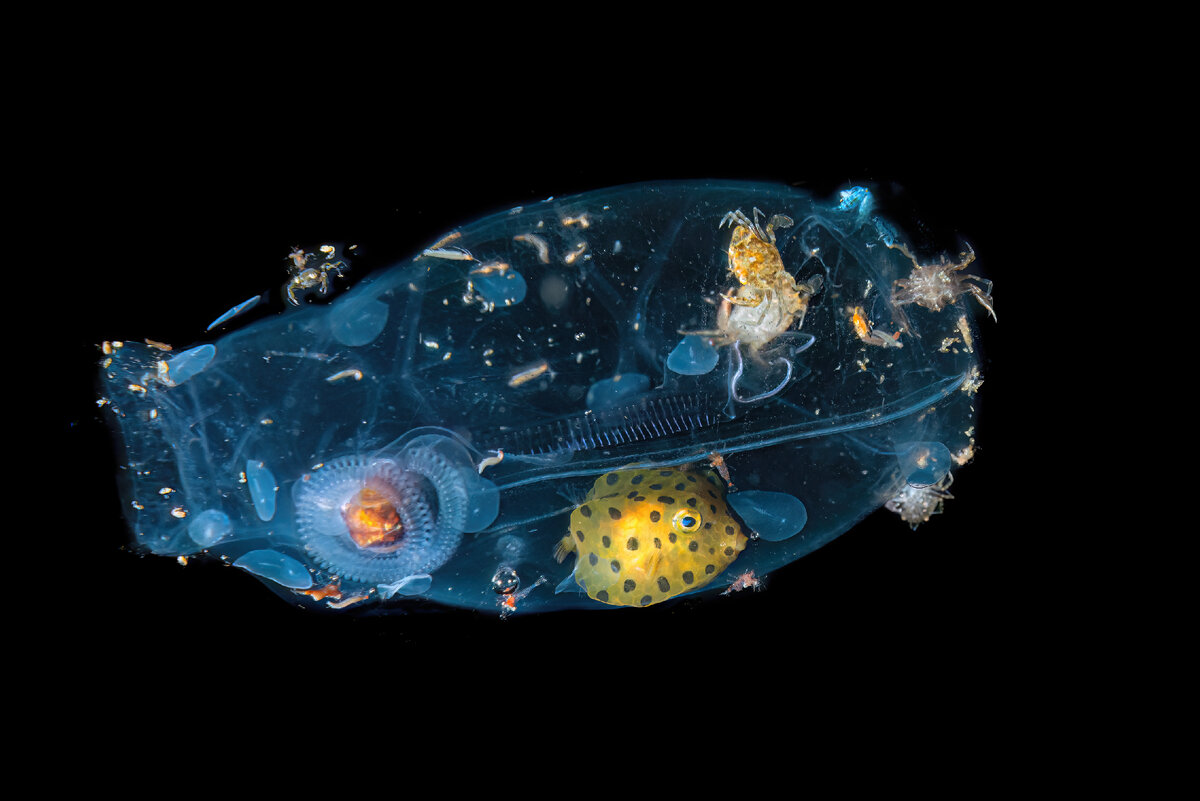 © Massimo Giorgetta (Италия) «Защищенные жизни» Гран-при HIPA’2023