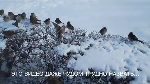 АБСОЛЮТНОЕ ЧУДО...!!! Это видео даже просто чудом трудно назвать... Уж очень видео празднично-приятное... Наслаждайтесь, дорогие друзья!