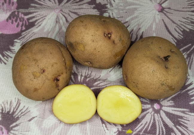 Картофель сорт Орлак
