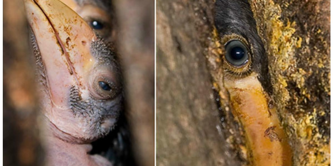 Самец «бетонирует» самку и детей заживо внутри дерева. Звучит мрачно, но в итоге все птицы счастливы