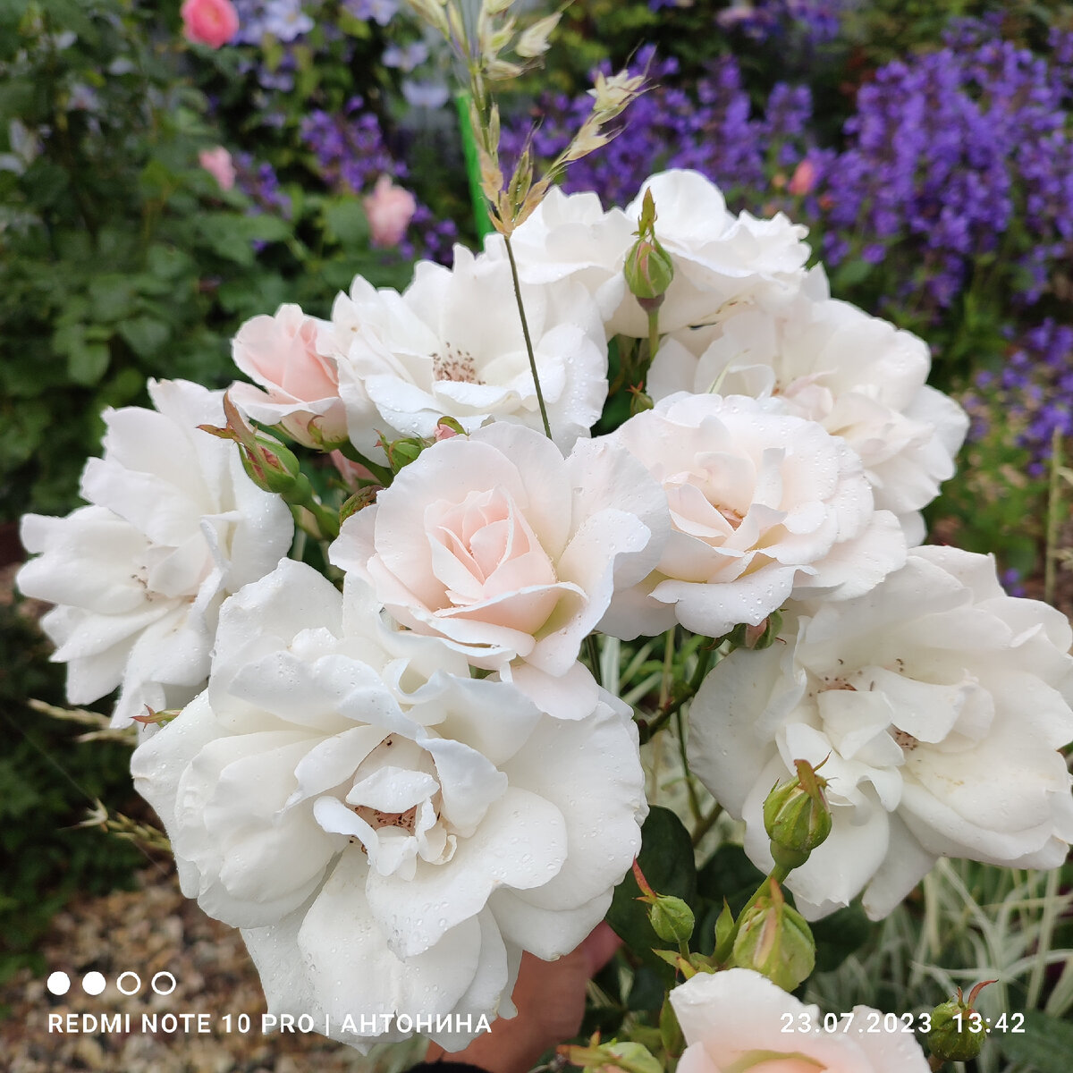 Флорибунда Хельга.