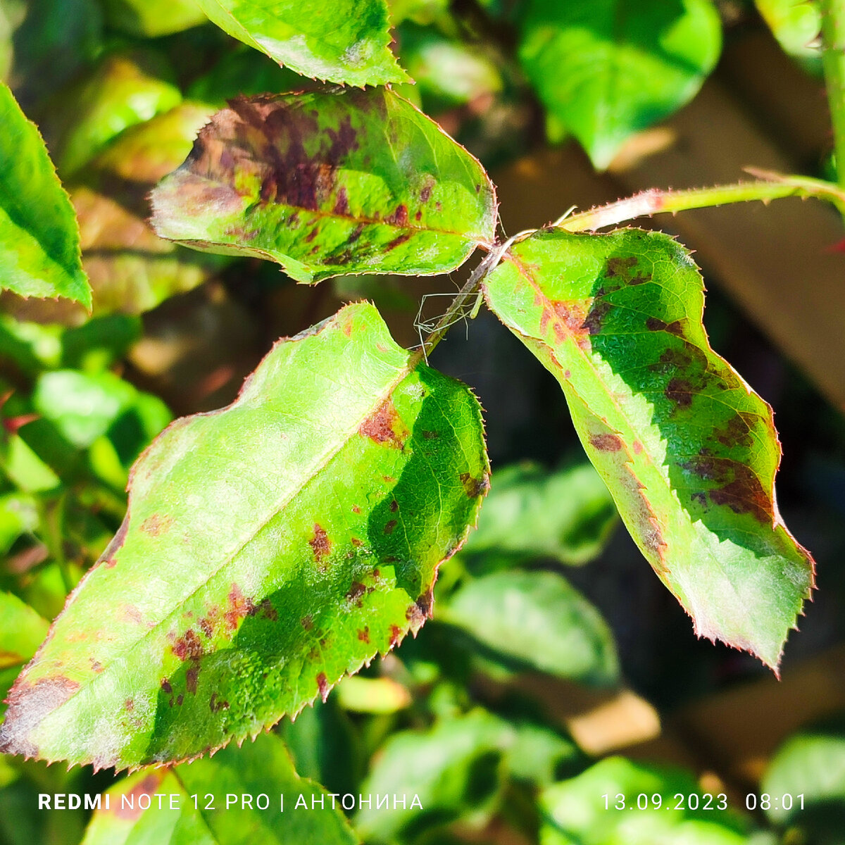 Ложная мучнистая роса.