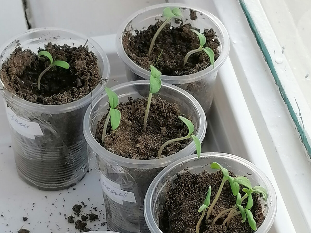 Рассада томатов