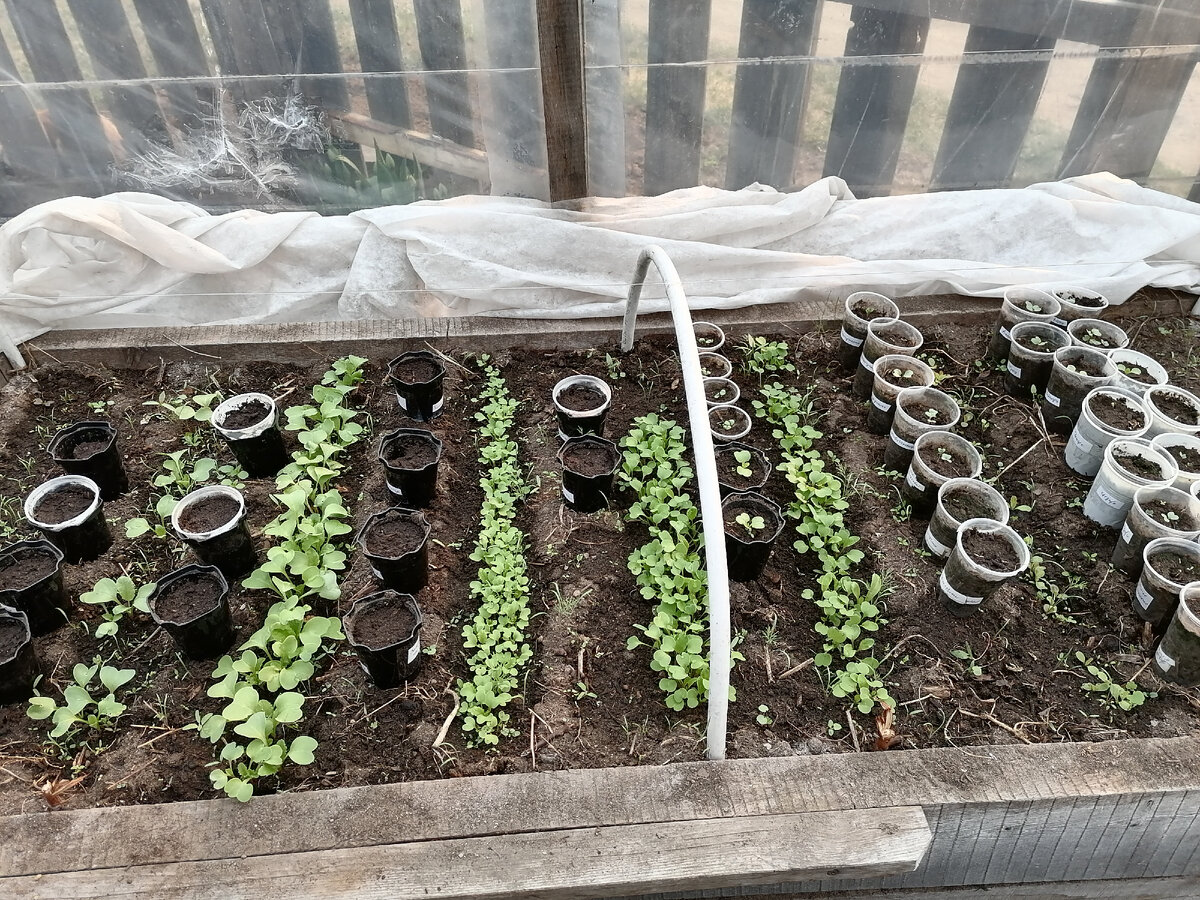 Рассадник с зеленью и рассадой капусты в стаканчиках (прошлогоднее фото)