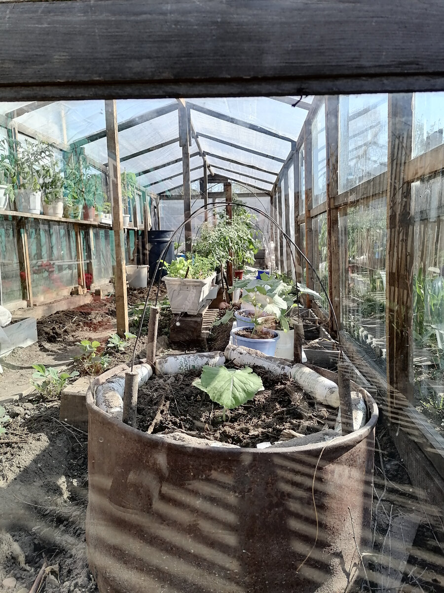 Половинка бочки с ранним кабачком