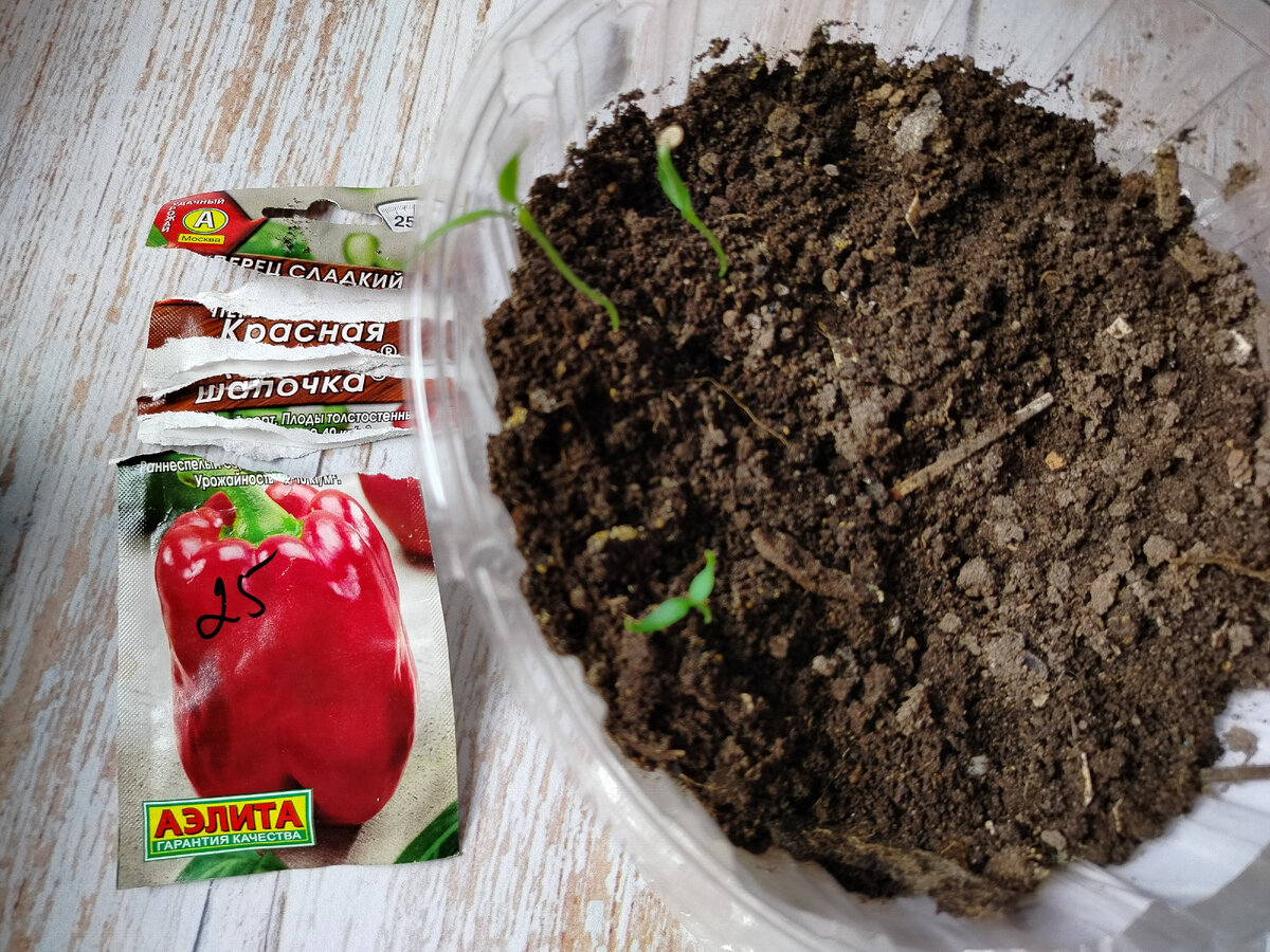 Сеянцы перца.