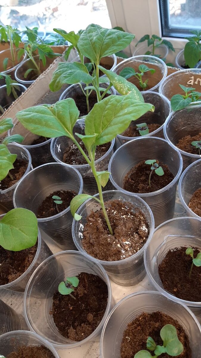 Баклажан, в принципе, флегматичное существо, а ты, вот видно, что расстроен.