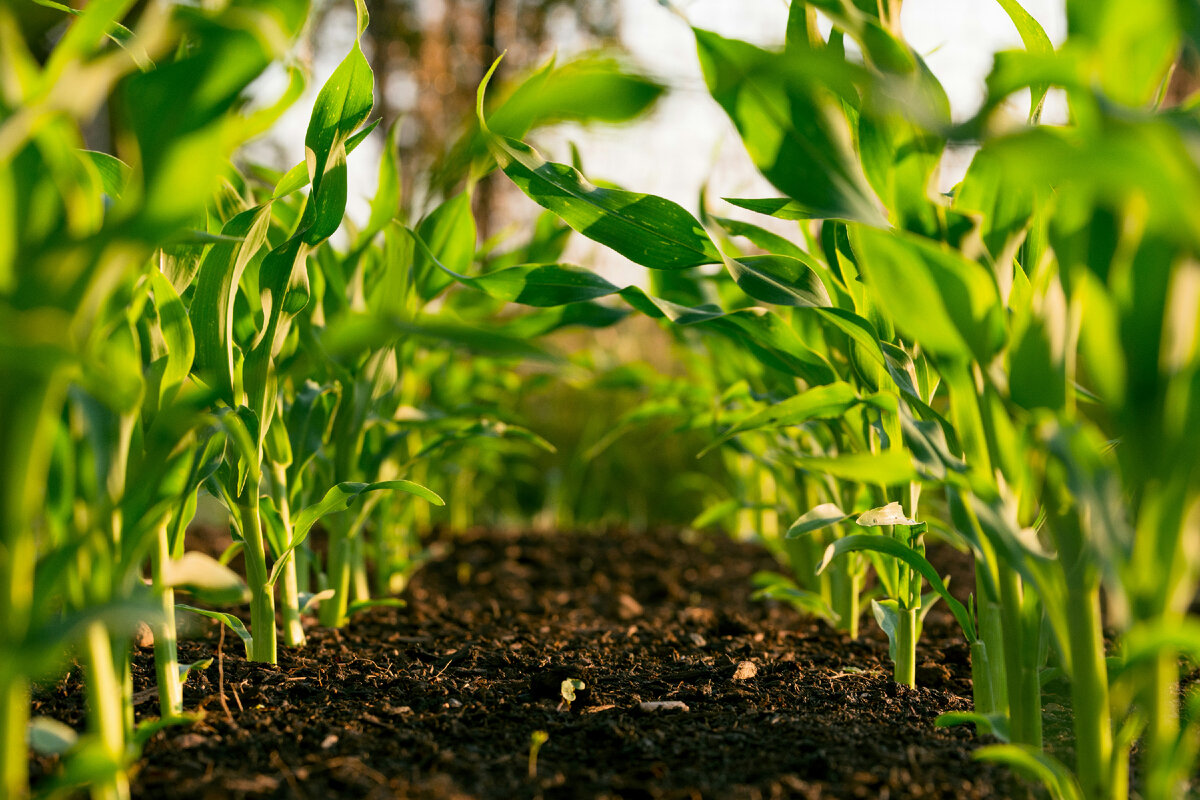 Интегрированная защита растений ИЗР (Integrated Pest Management IPM) |  Agrobrain.ru | Дзен