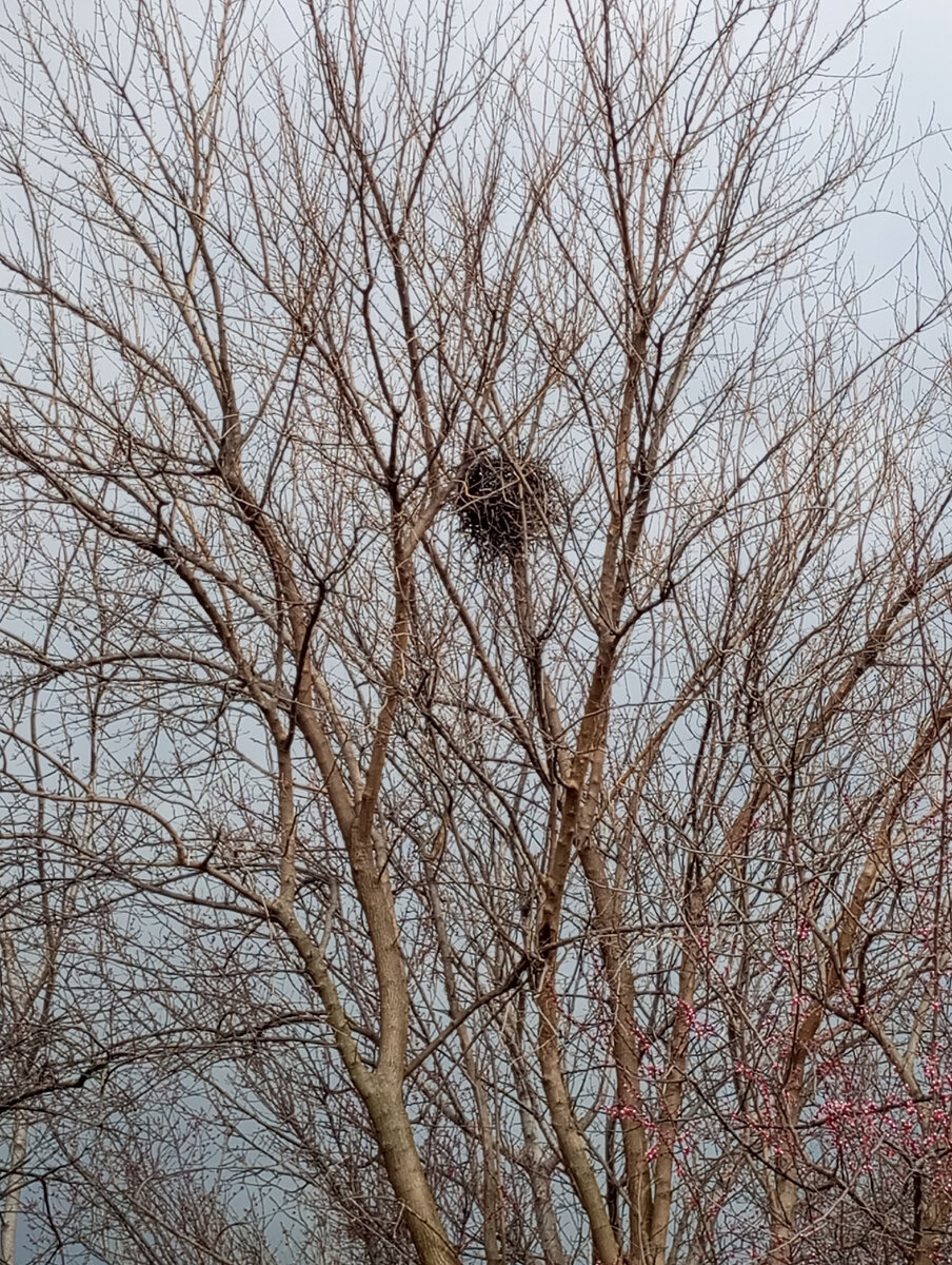 Весеннее гнездо. Природа оживает. 