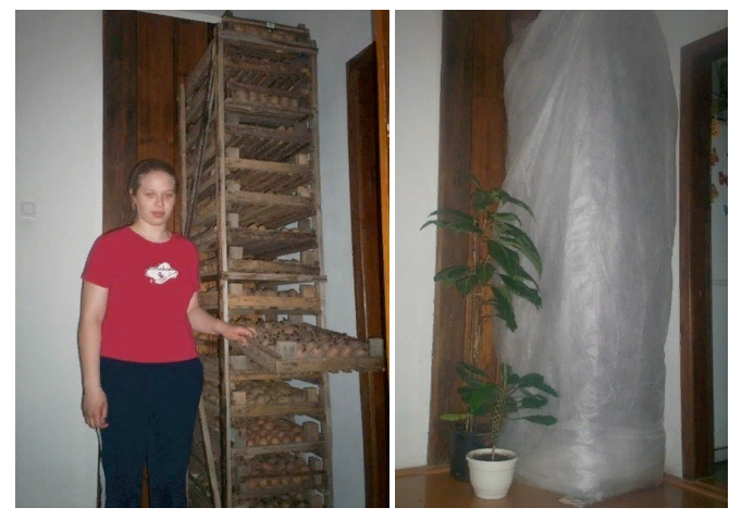 Мой вариант приспособления для проращивания картофеля. Фото из моей статьи опубликованной вот тут https://plodorodie.ru/semennoi-kartofel-kak-predmet-interera/