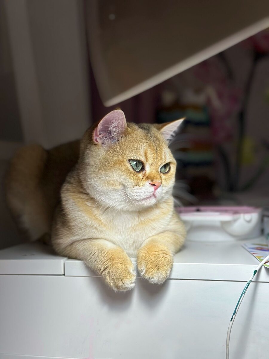 Выпускник питомника Максельпоинт