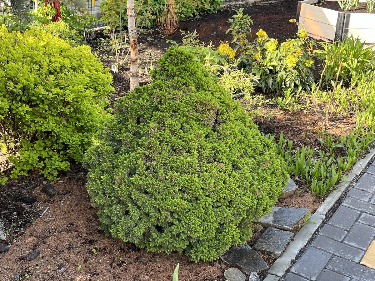 И да! Это взрослое дерево