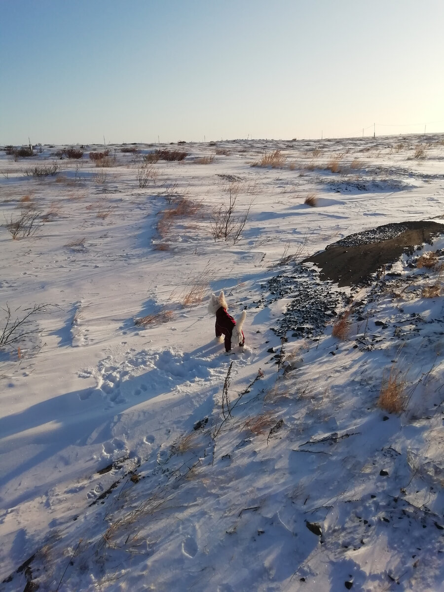 Тундра зимой