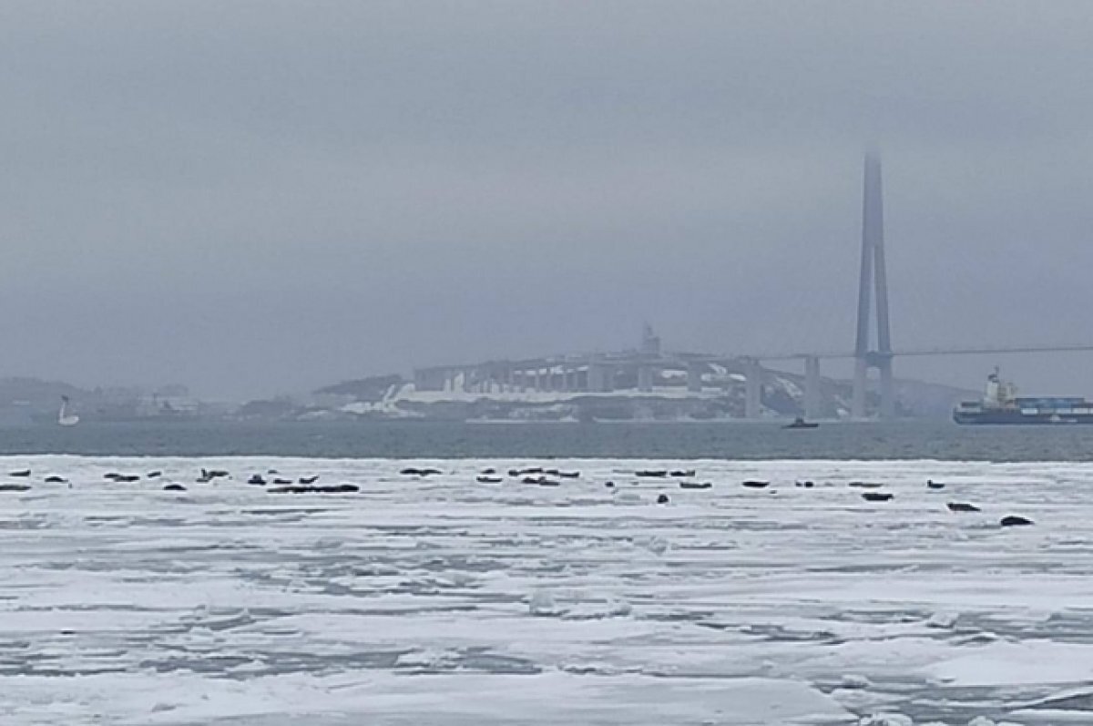    Ларги на льду у Токаревского маяка во Владивостоке