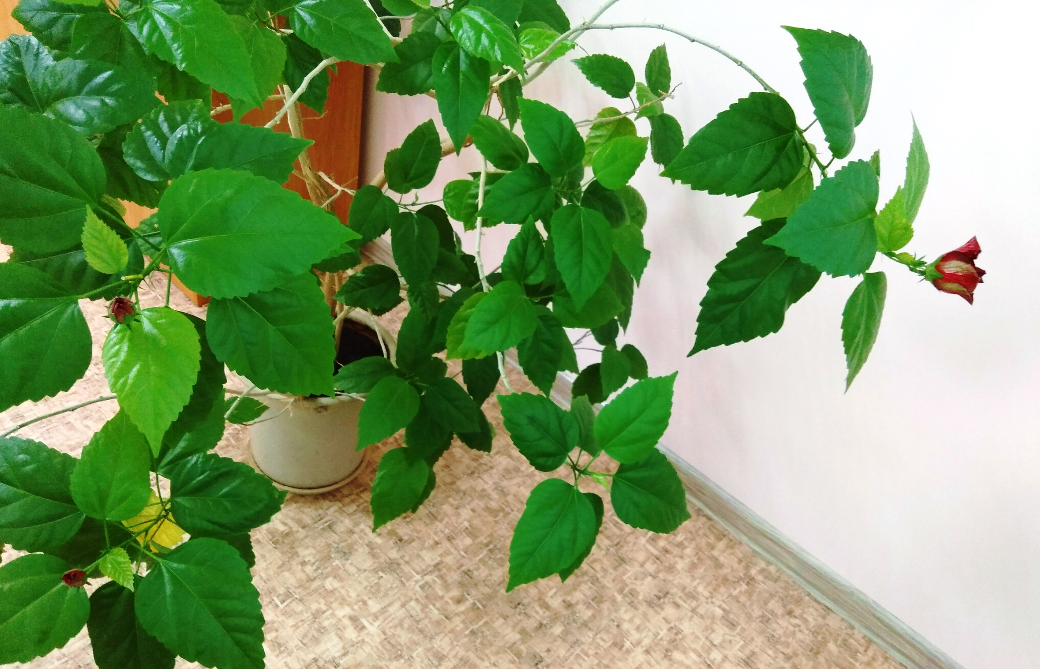 Уголок рабочего места. 