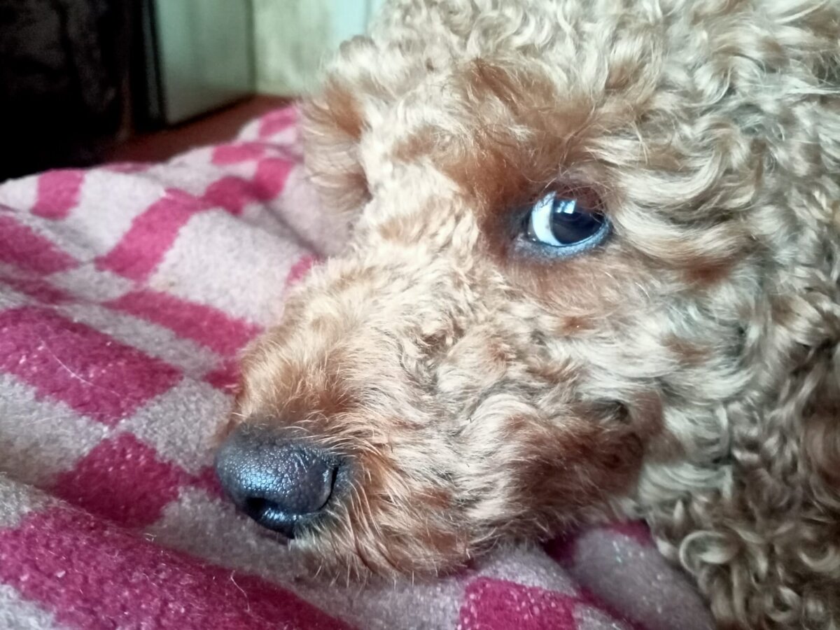 Почему люди так хотят похудеть?