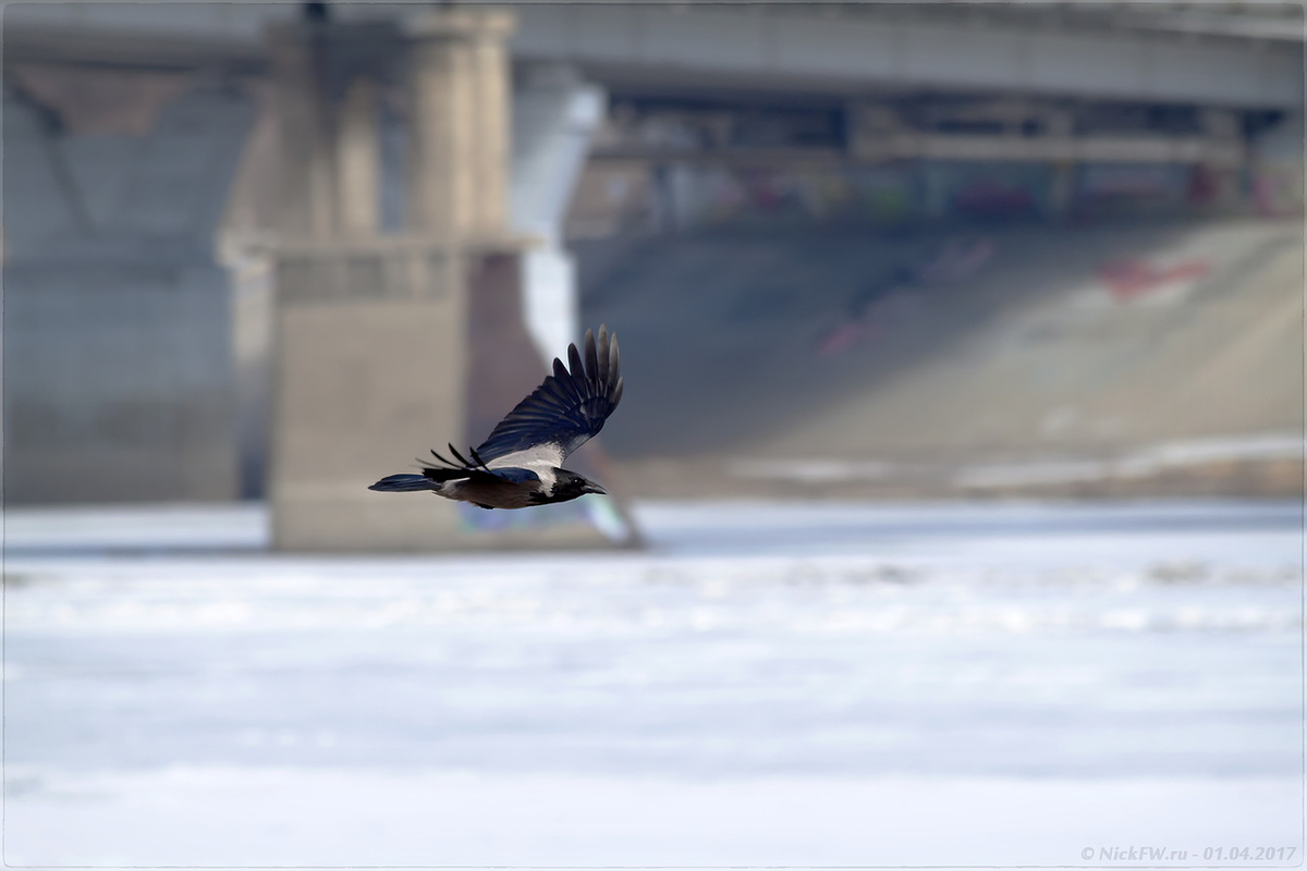 2. Серая ворона в полёте © NickFW.ru - 01.04.2017г.