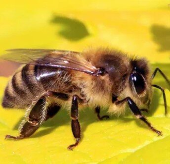Медоносная пчела