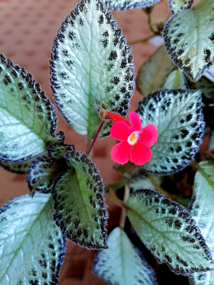 Эписция. автор фото канала - В гостях уМАРИИ