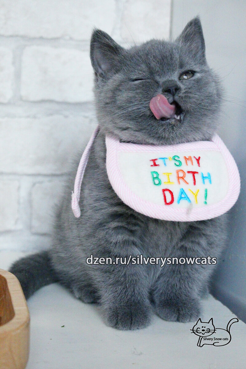 приятного аппетита. британский котенок из питомника британских кошек Silvery Snow Москва