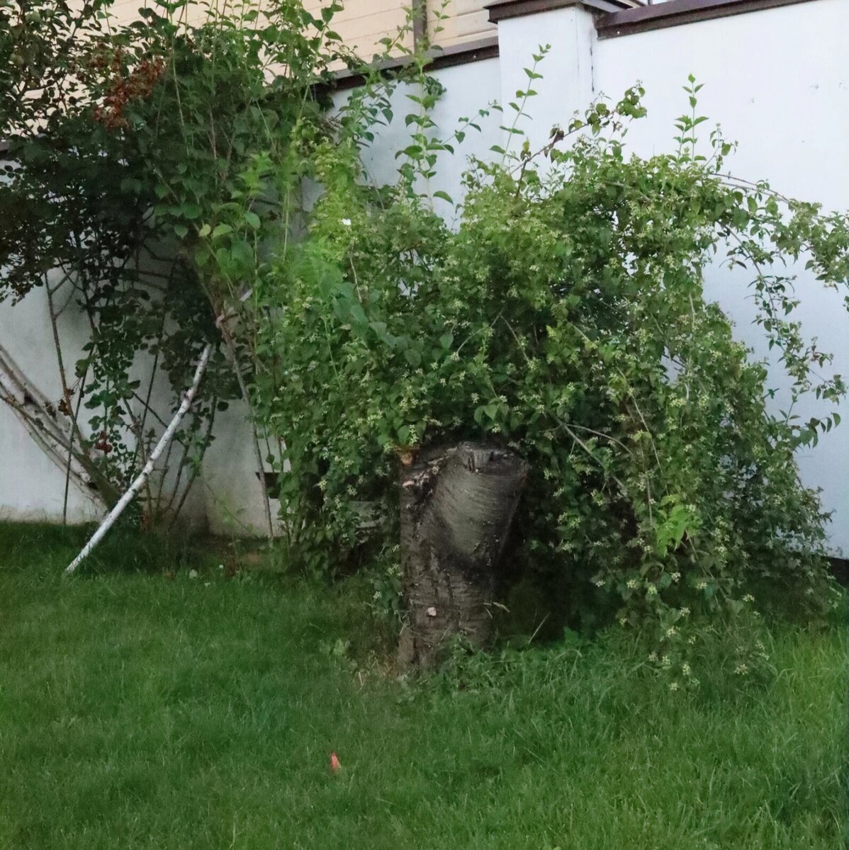 Историческое фото май 2023. Слишком тесное соседство 