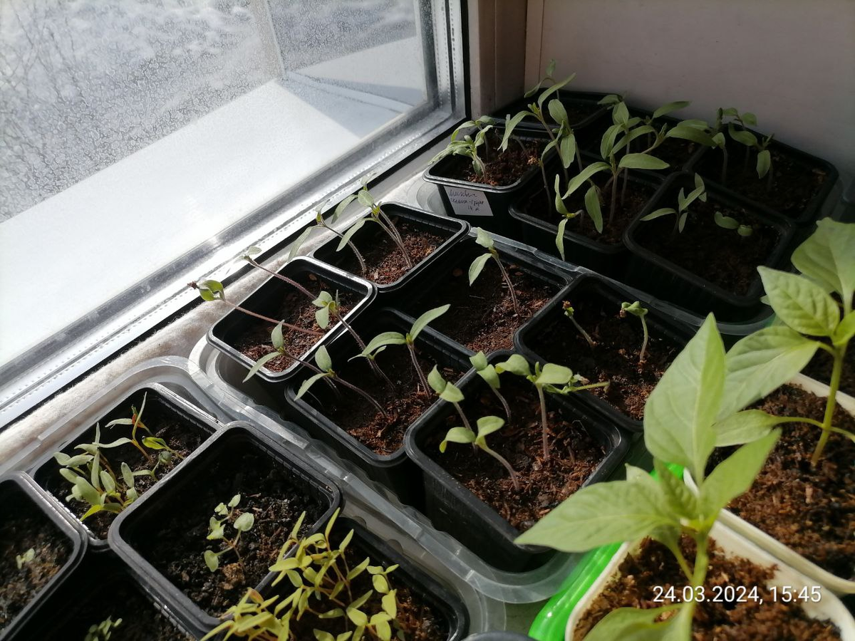 Рассада томатов, цветочков и перцев на 24 марта, фото автора