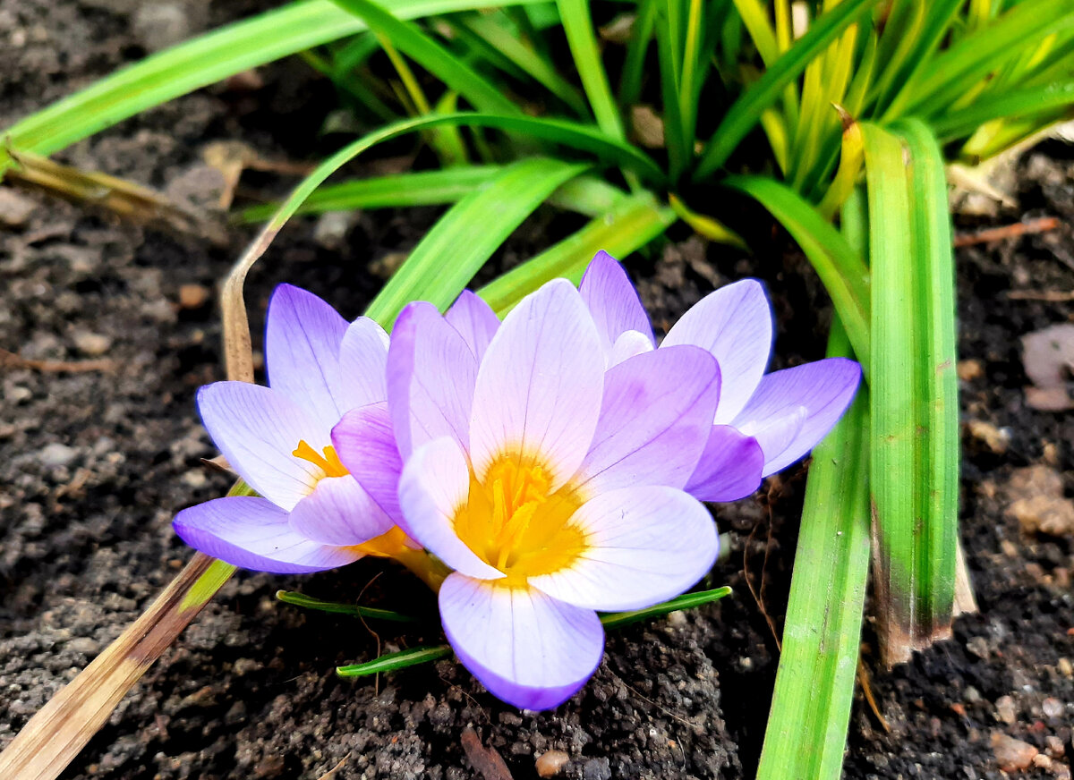 Файерфлай (Firefly)