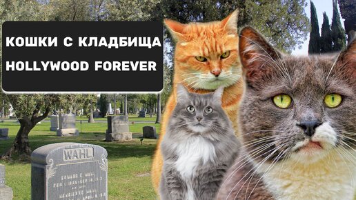 Кошки с кладбища «Hollywood forever»