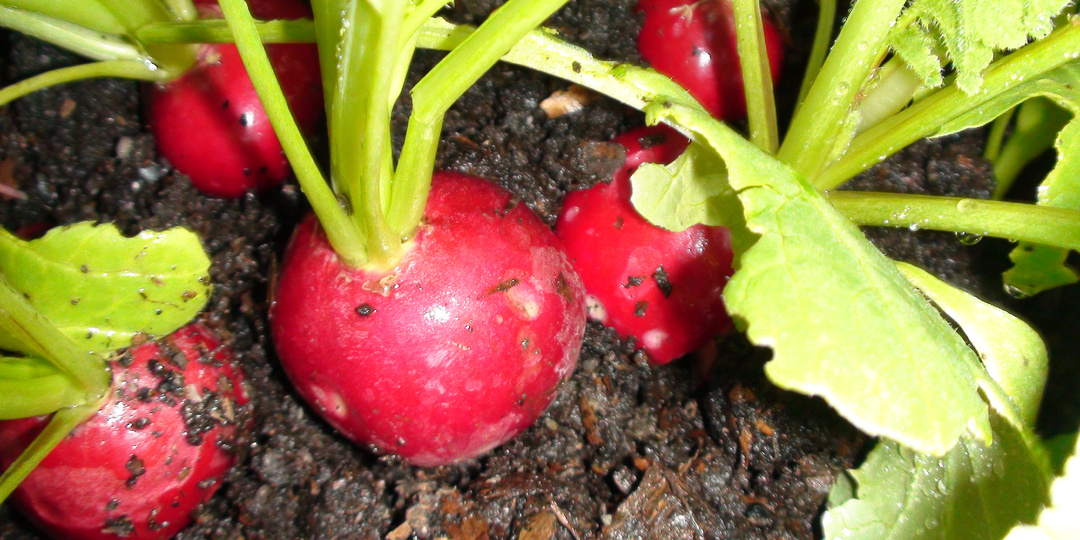 7 советов для выращивания редиса: Что любит редис