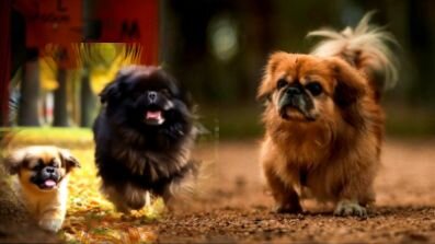 Мечты-мечты, где ВАША сладость...