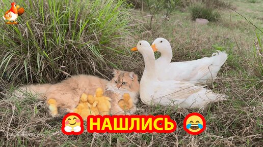 Утки искали Кошку и Утят в полях у речки 😯 Встретились и отдыхали вместе 🤗😉😂 (часть 1)