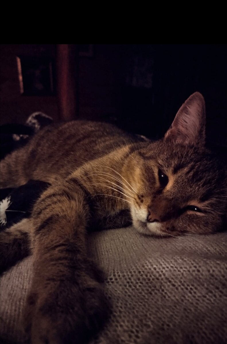 котик мой любимый, тоже не хочет никуда выходить