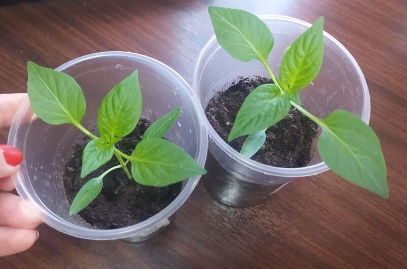 Рассада перца.