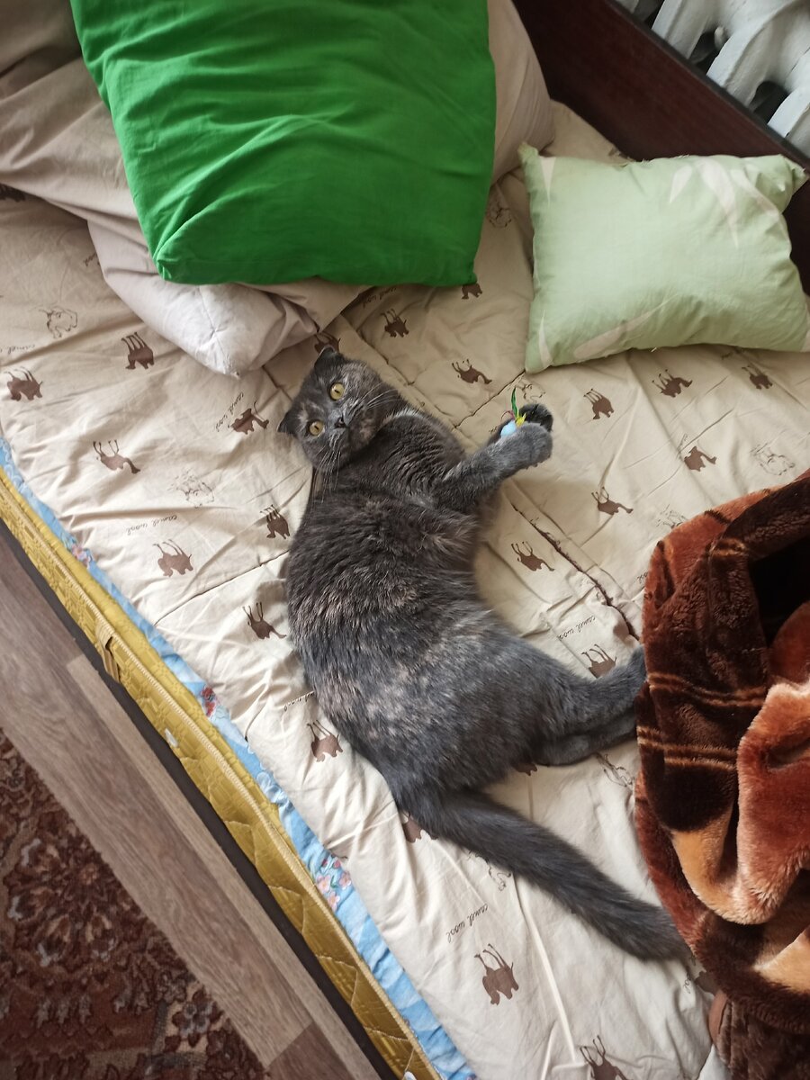 поймала игрушечную мышь и довольна))